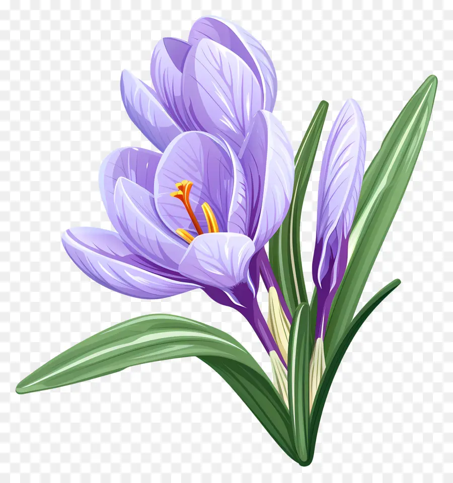 Fleurs De Safran，Fleurs Violettes PNG