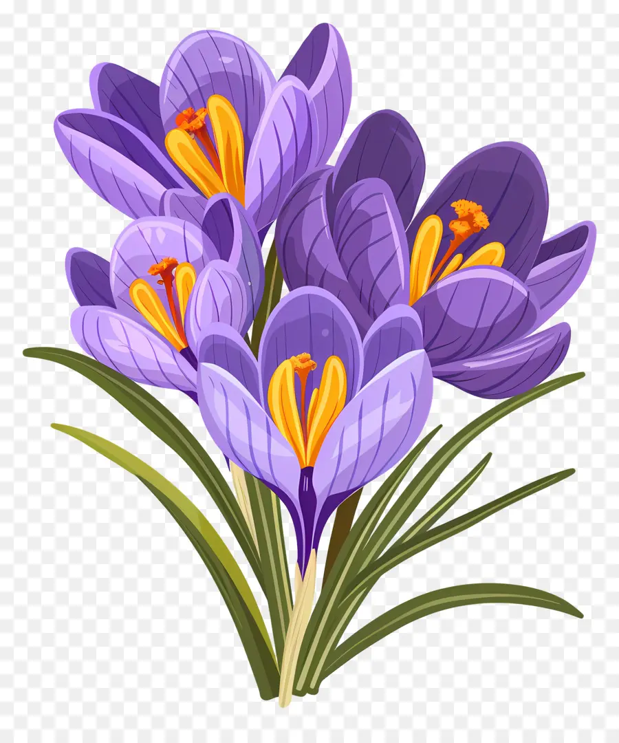 Fleurs De Safran，Fleurs Violettes PNG