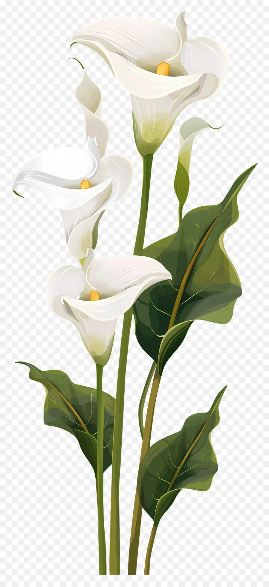 Lily Calla，Blanc PNG