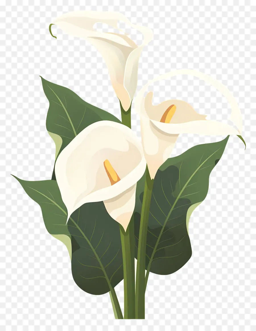 Lily Calla，Lys Calla Blancs PNG