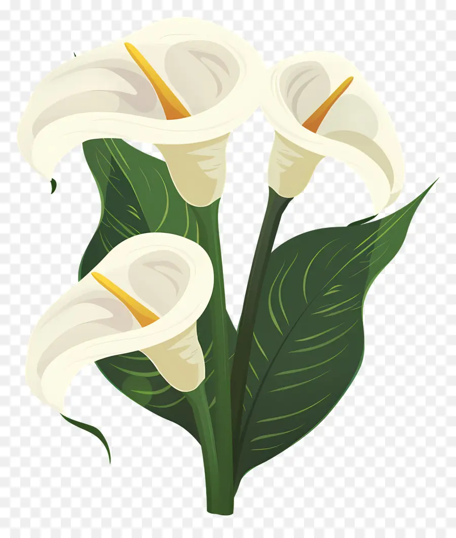 Lily Calla，Lys Calla Blancs PNG