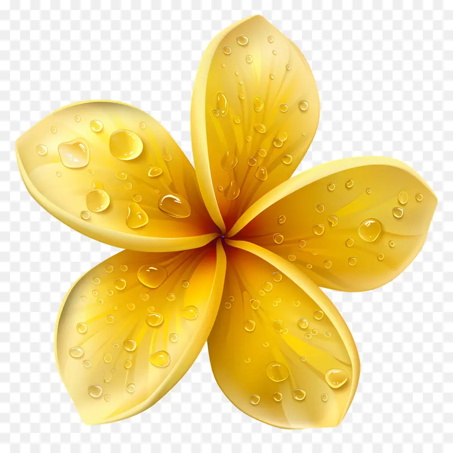 Fleur De Pluméria，Fleur Jaune Avec Des Gouttelettes D'eau PNG