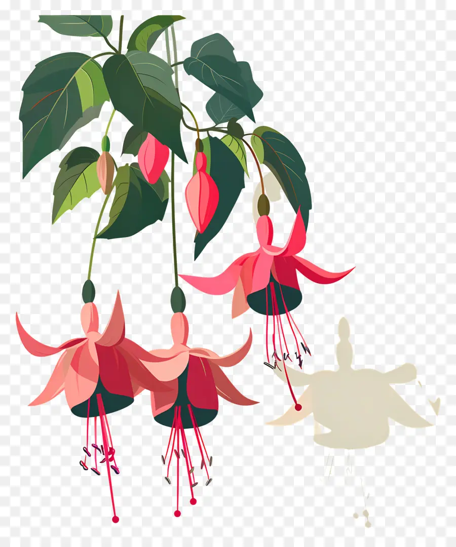 Fleurs Suspendues，Fleurs Fuchsia Roses PNG