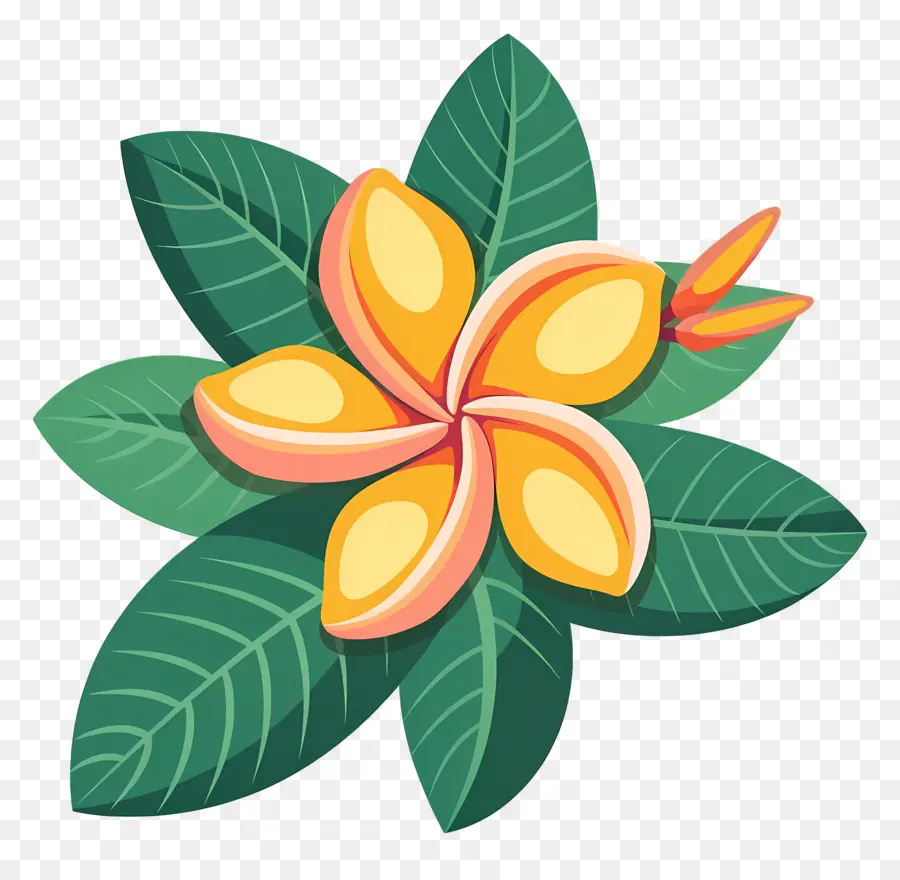 Fleur De Pluméria，Fleur Jaune Et Rose PNG