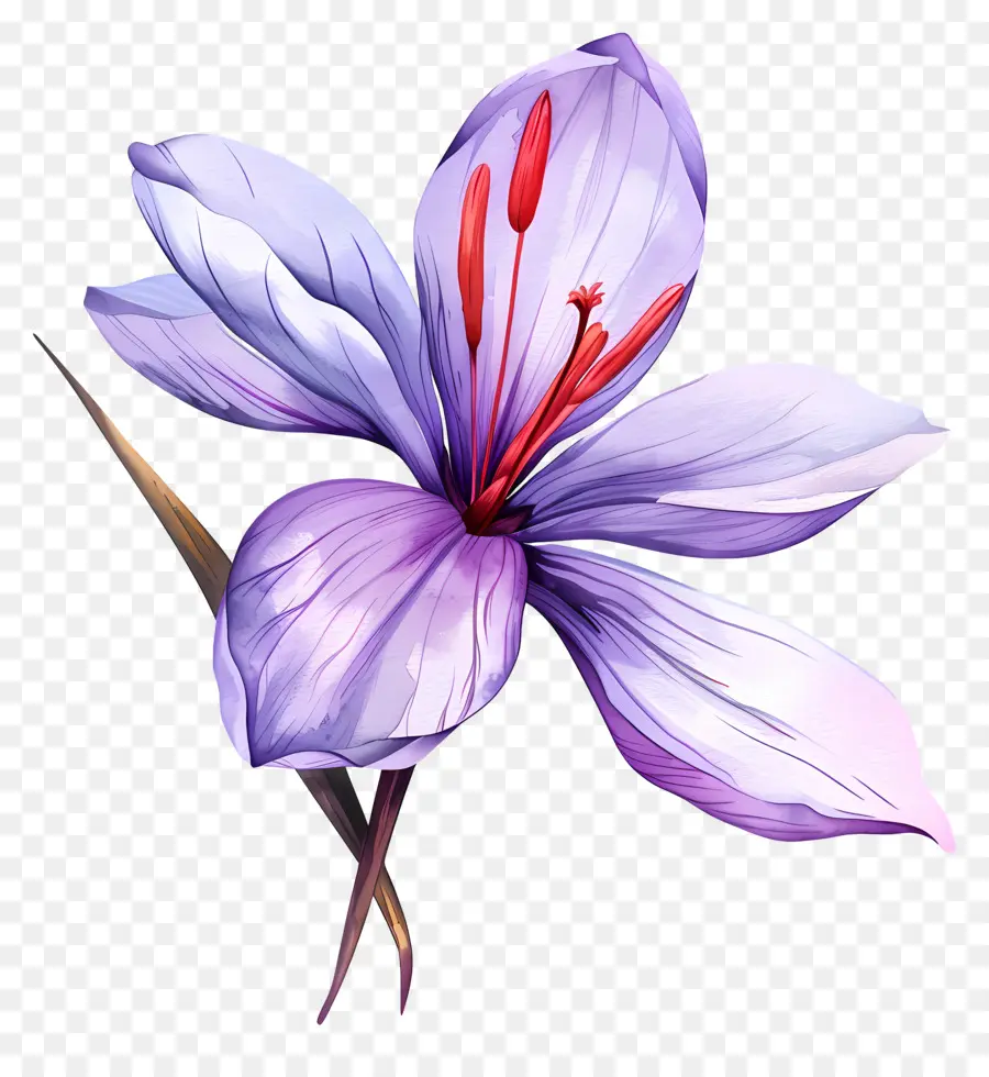 Fleur De Safran，Fleur Violette PNG