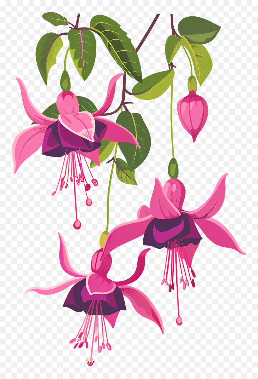 Fleurs Suspendues，Fleurs Fuchsia Roses PNG