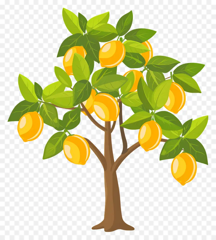 Citronnier，Manguier PNG