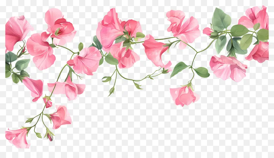 Fleurs De Pois De Senteur，Fleurs Roses PNG