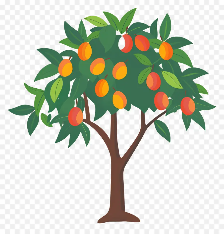 Manguier，Fruit PNG