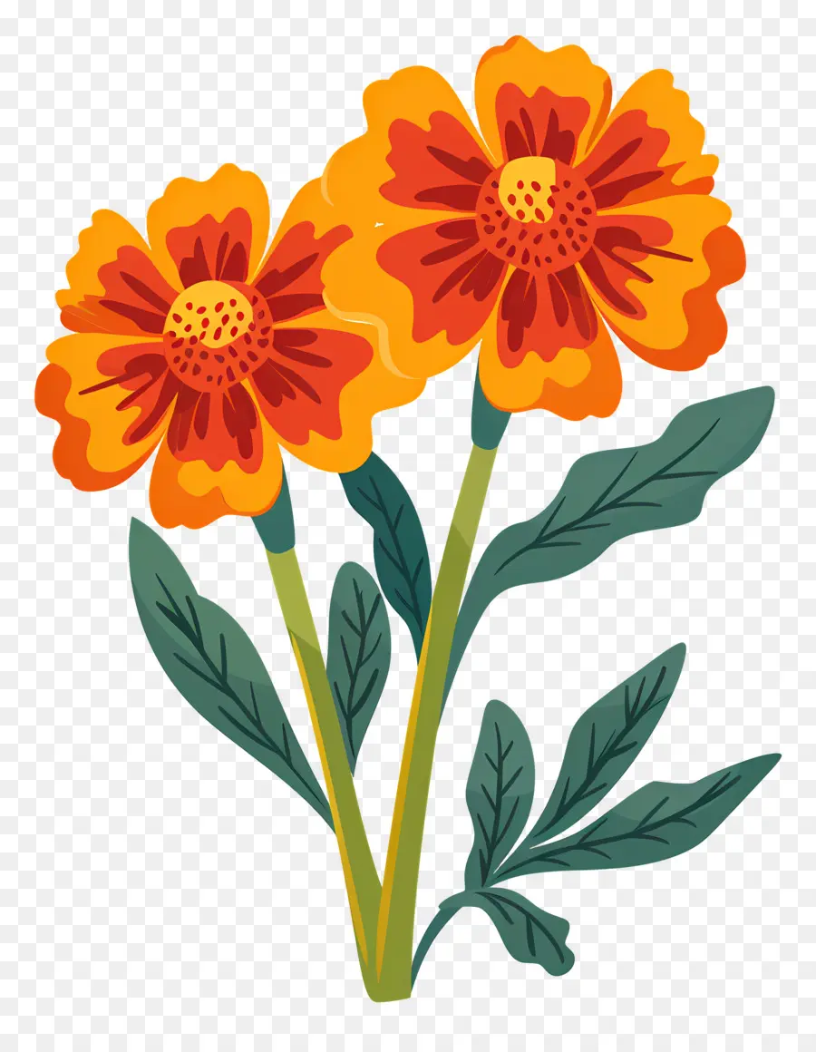 Fleurs De Souci，Fleurs Oranges PNG