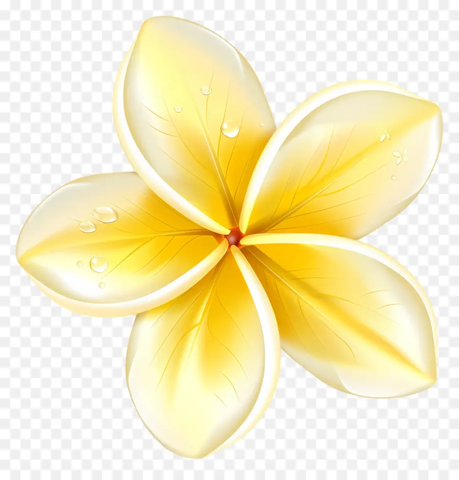 Fleur De Pluméria，Fleur Jaune Avec Des Gouttelettes D'eau PNG