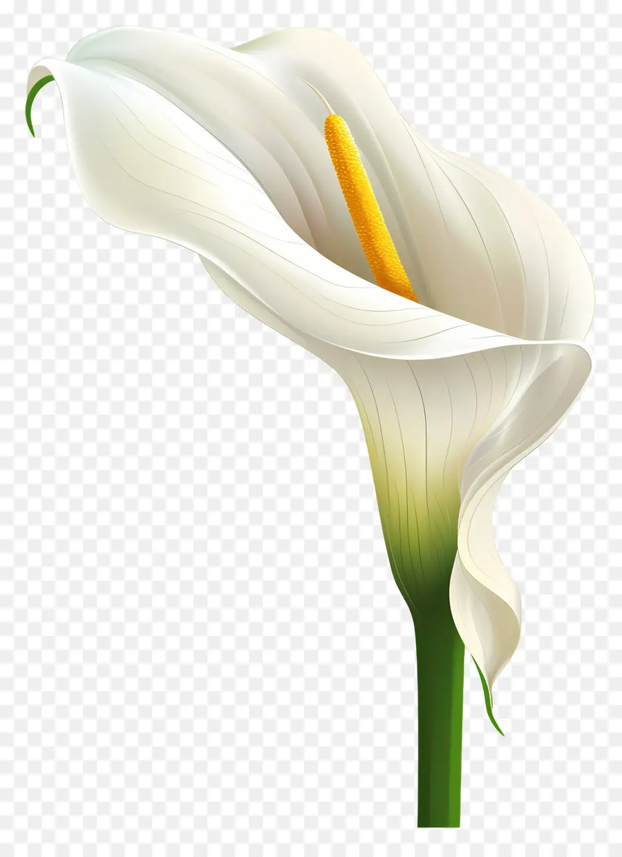 Lily Calla，Lys Calla Blanc PNG