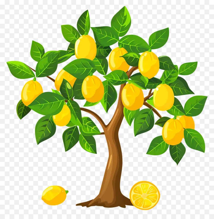 Citronnier，Manguier PNG