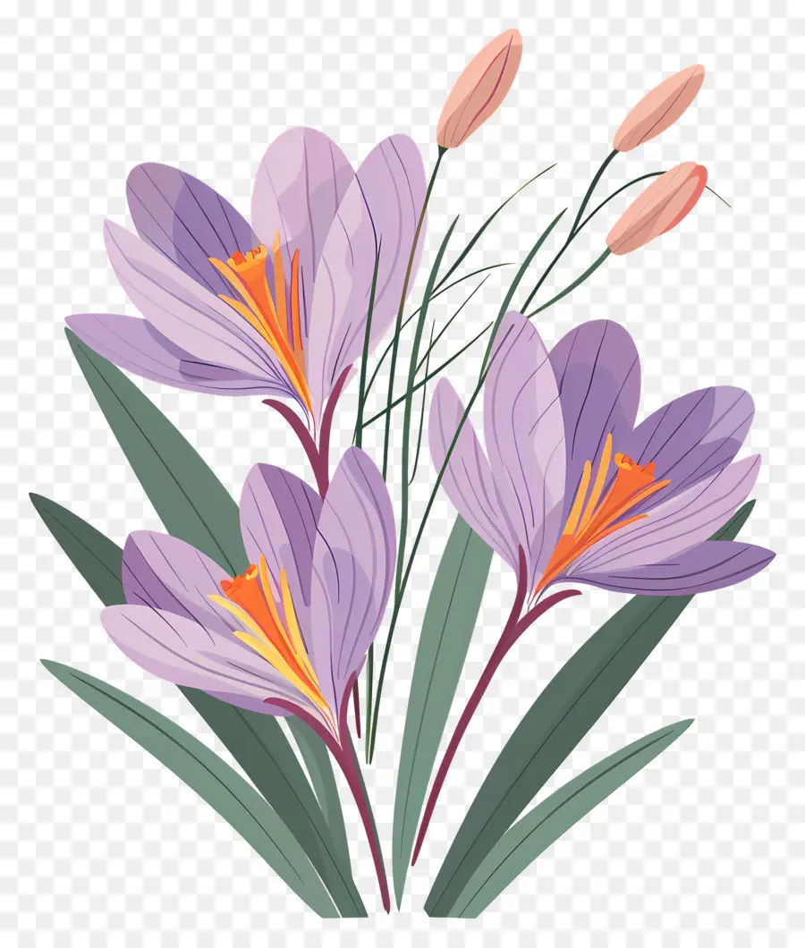 Fleurs De Safran，Fleurs Violettes PNG