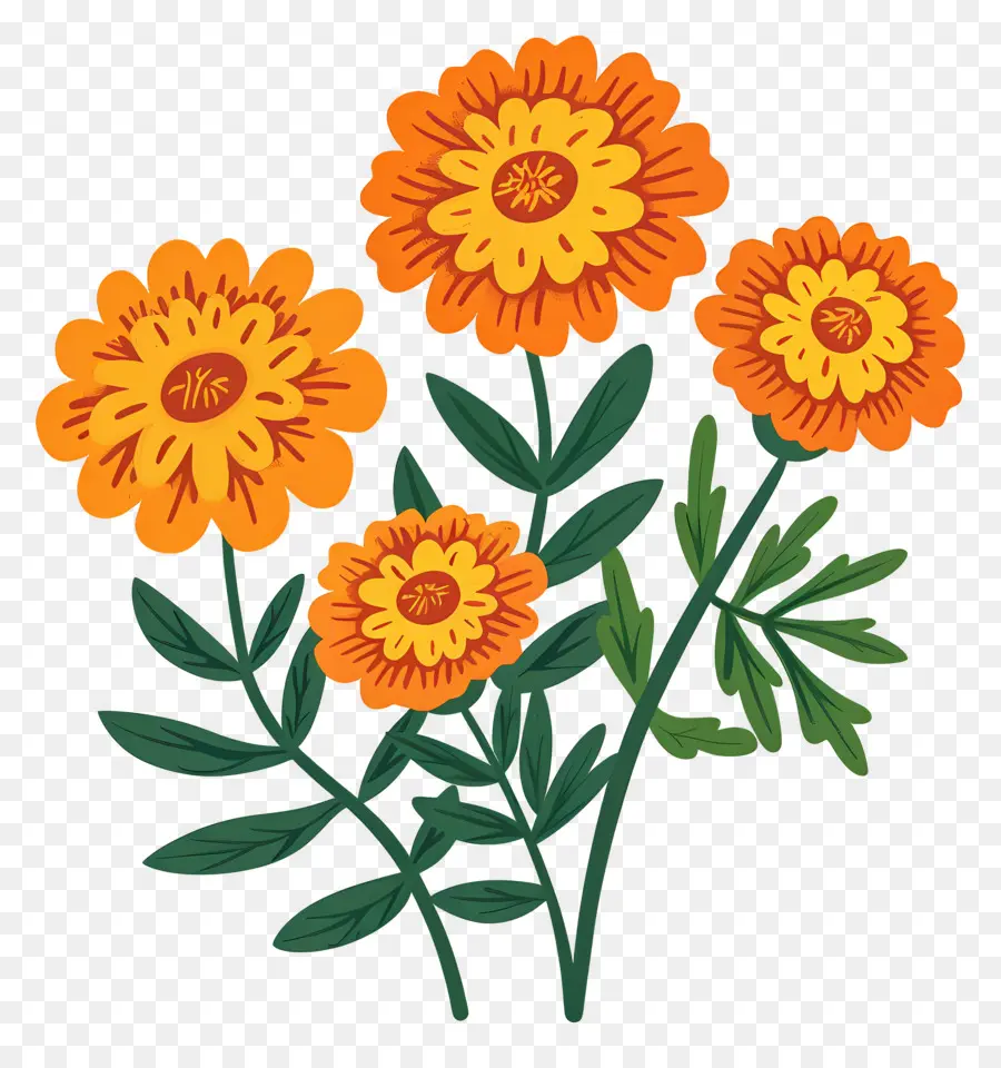 Fleurs De Souci，Fleurs Oranges PNG