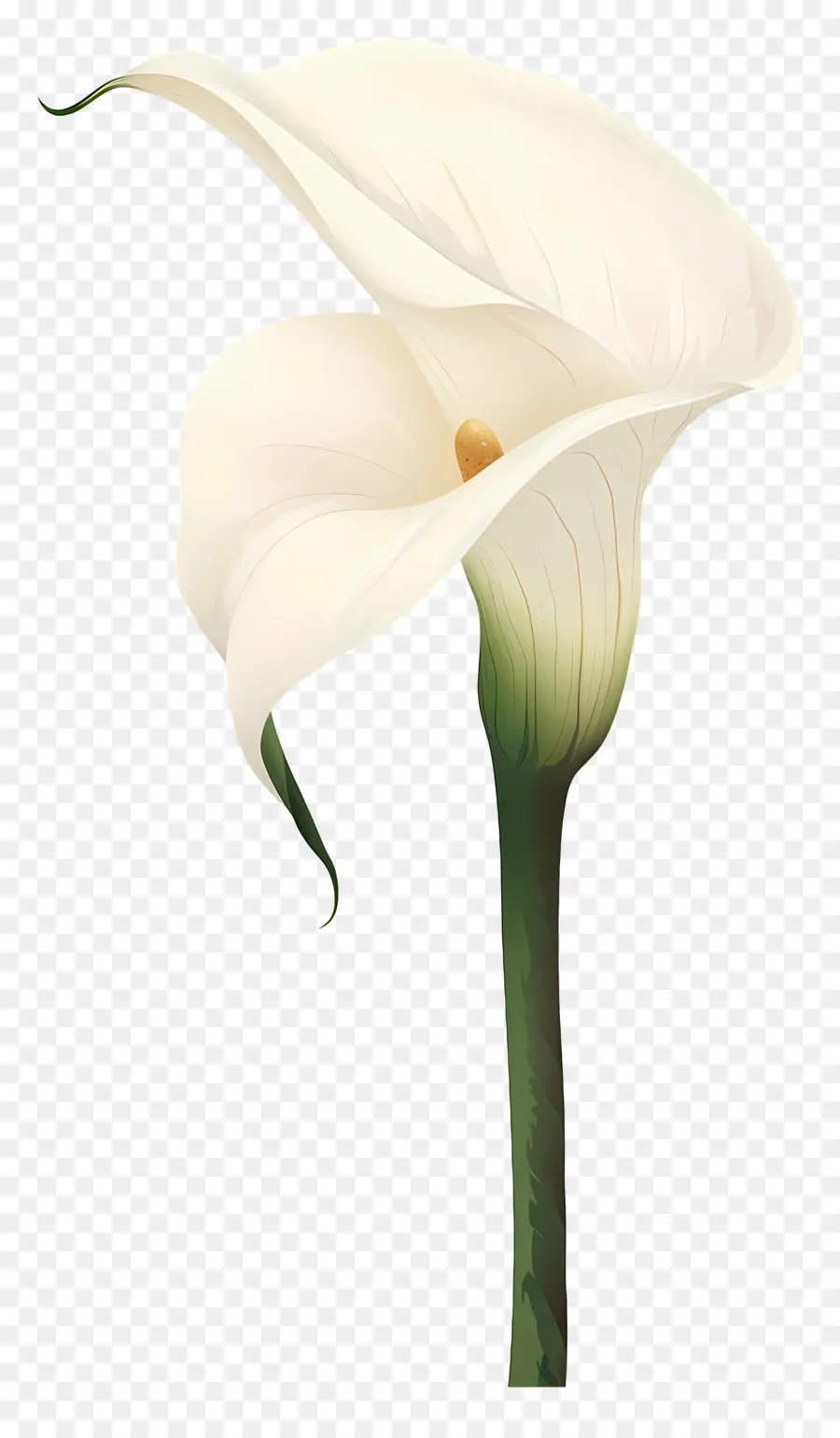 Lily Calla，Lys Calla Blanc PNG