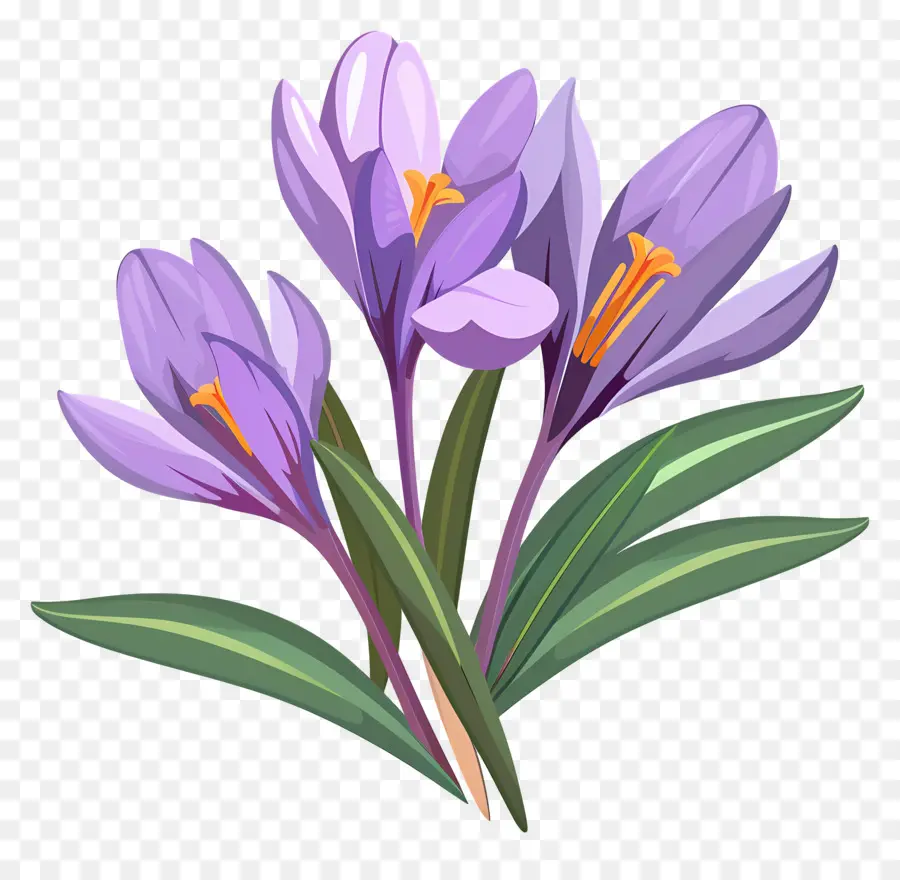 Fleurs De Safran，Fleurs Violettes PNG