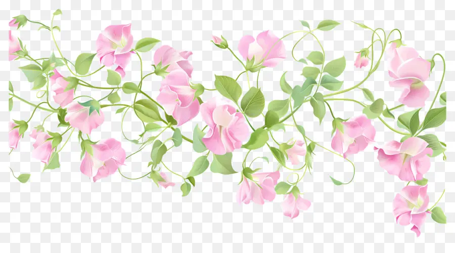 Fleurs De Pois De Senteur，Fleurs Roses PNG