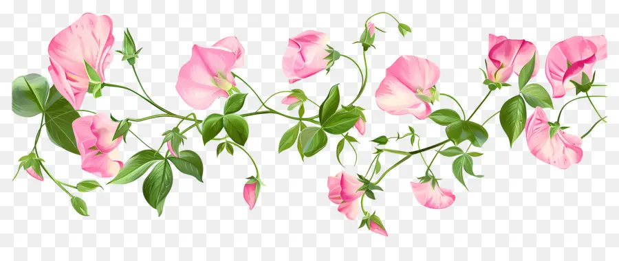 Fleurs De Pois De Senteur，Fleurs Roses PNG