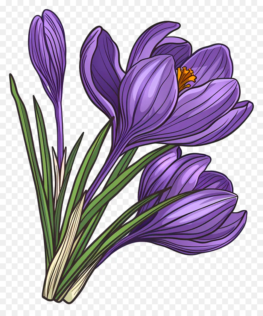 Fleurs De Safran，Fleurs Violettes PNG