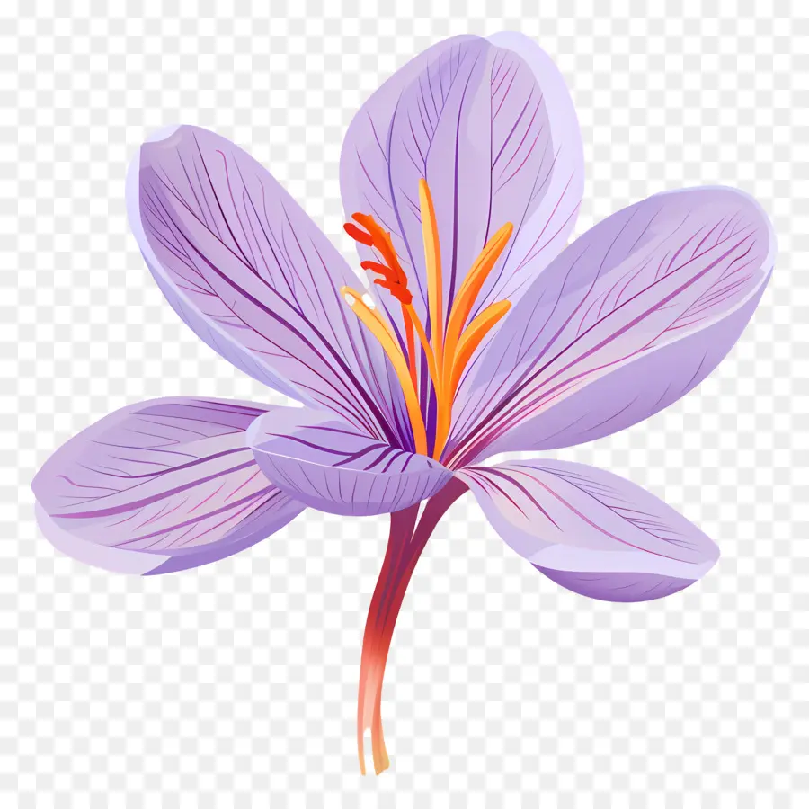 Fleur De Safran，Fleur Violette PNG