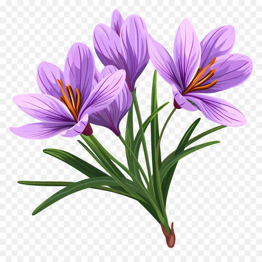 Fleurs De Safran，Fleurs Violettes PNG