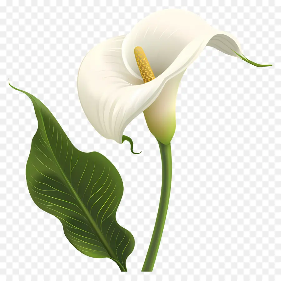 Lily Calla，Lys Calla Blanc Unique PNG