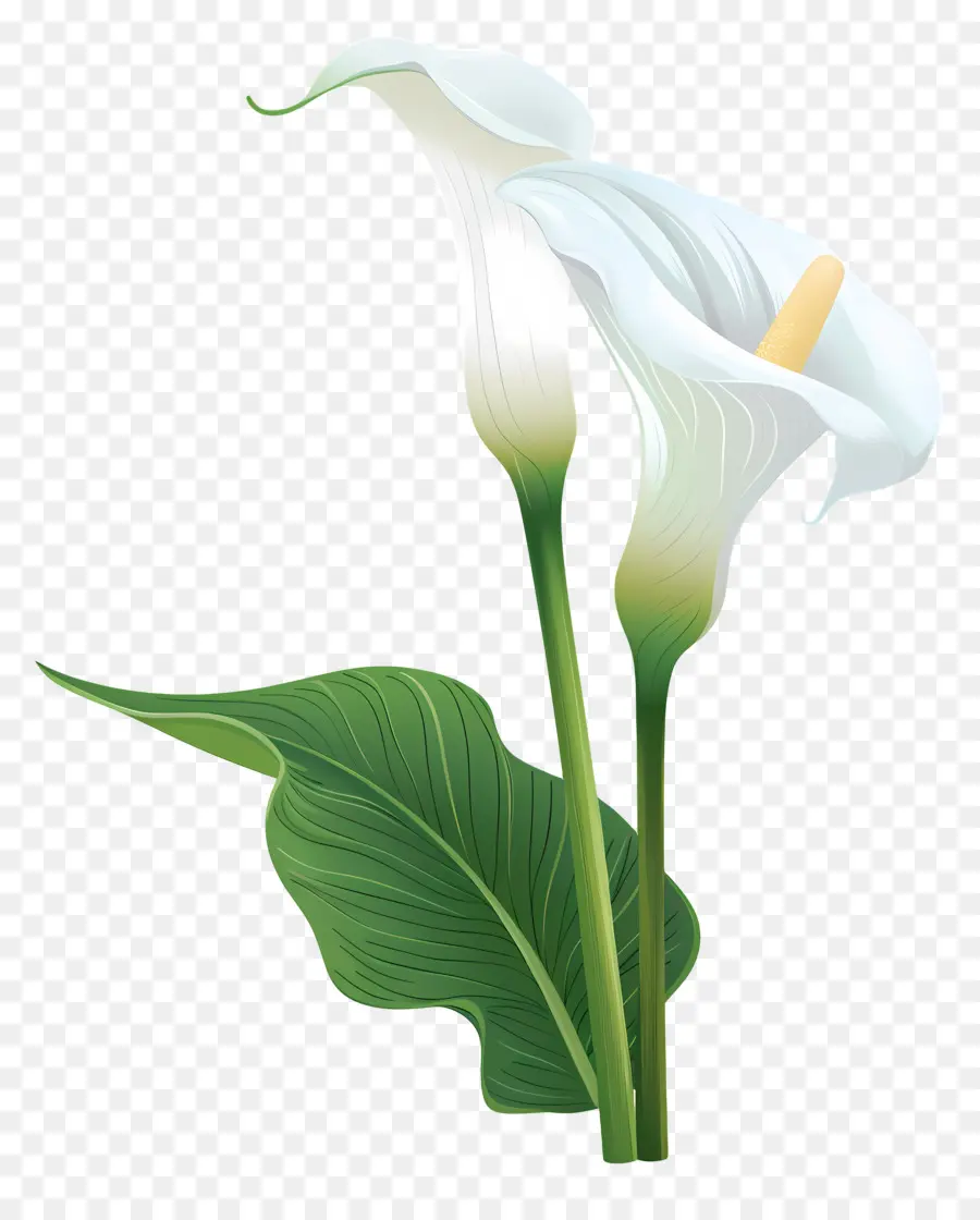 Lily Calla，Lys Calla Blanc Unique PNG