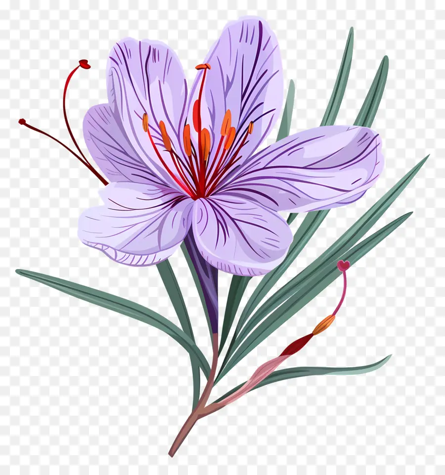 Fleur De Safran，Fleur Violette PNG