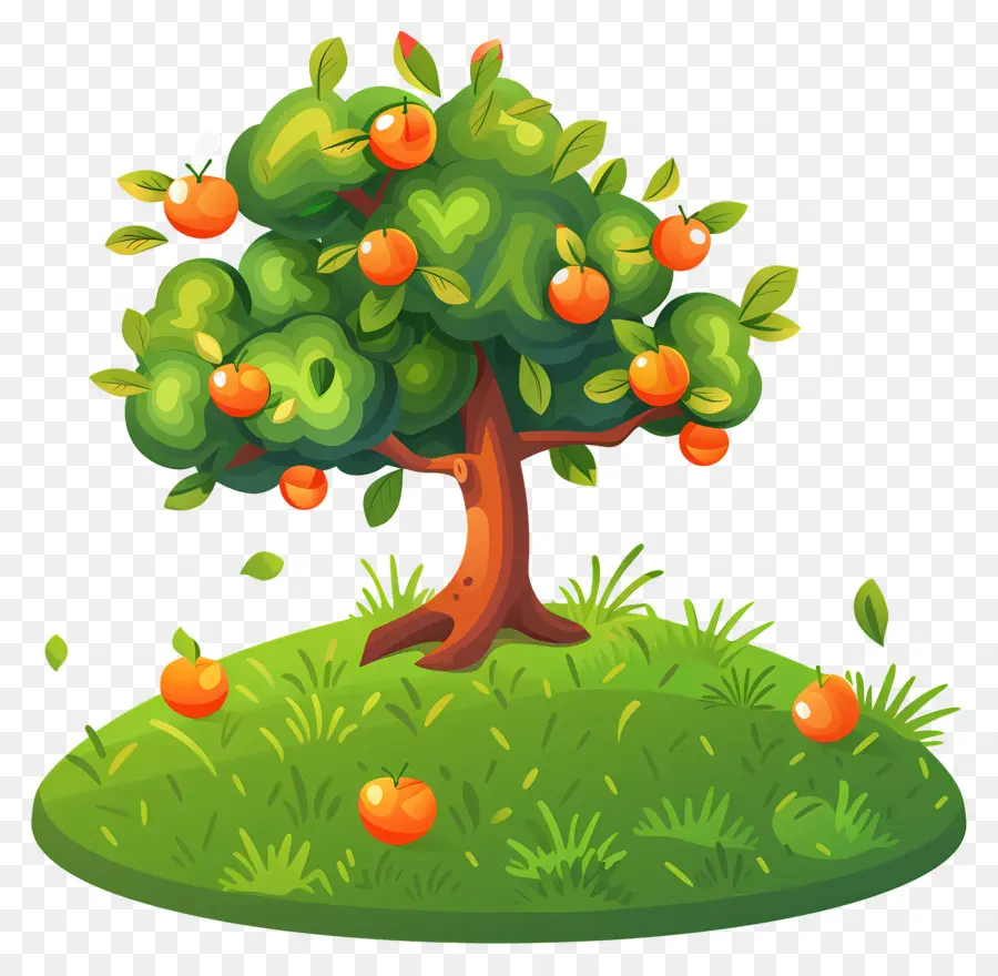 Oranger，Fruit PNG