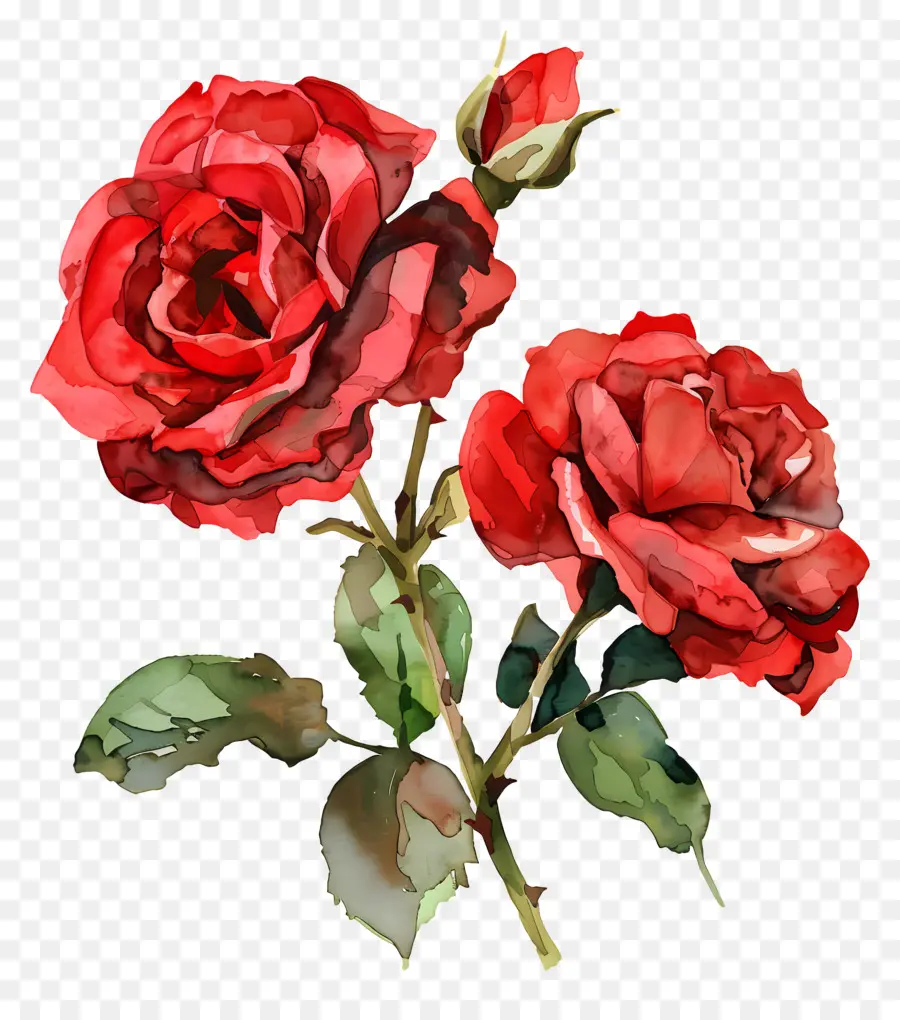 Fleur Rose，Rose Rouge PNG