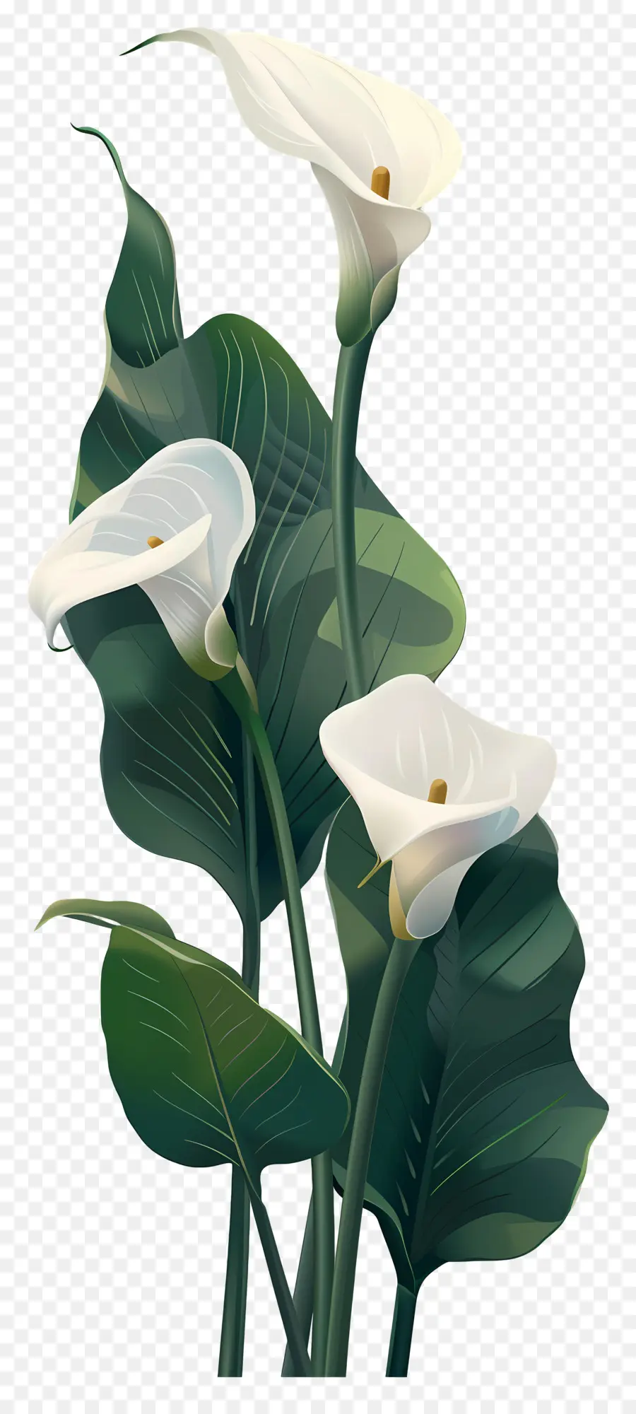 Lily Calla，Blanc PNG