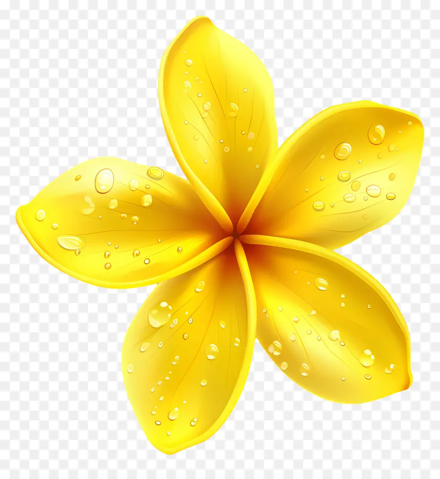 Fleur De Pluméria，Fleur Jaune Avec Des Gouttelettes D'eau PNG