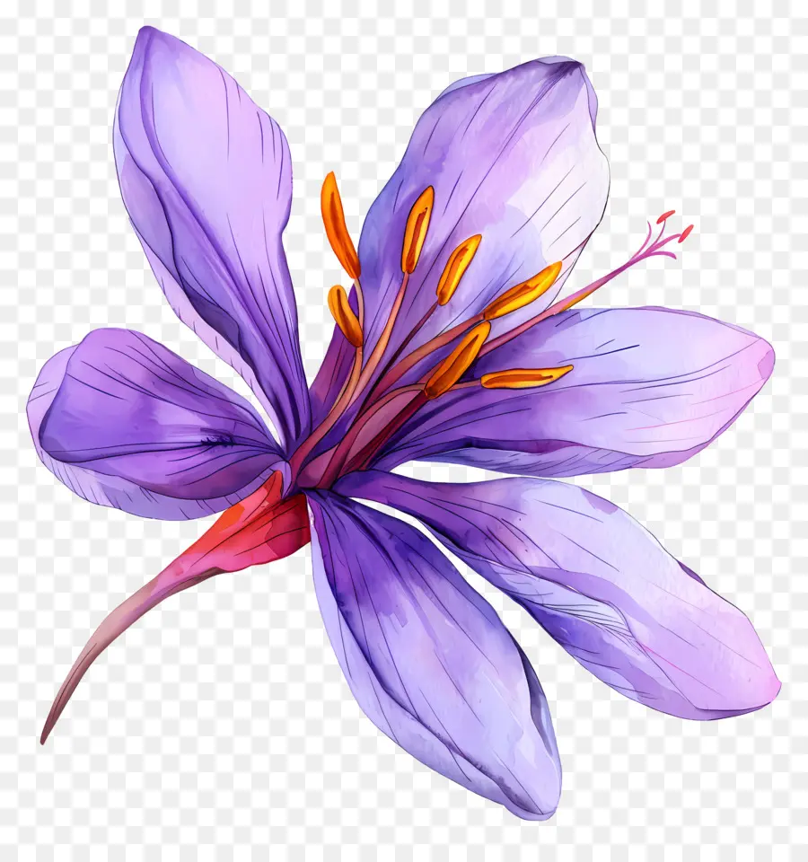 Fleur De Safran，Fleur Violette PNG