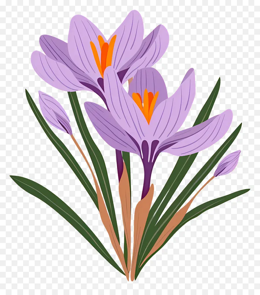 Fleurs De Safran，Fleurs Violettes PNG