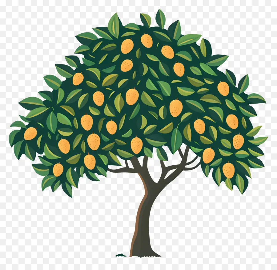 Manguier，Fruit PNG