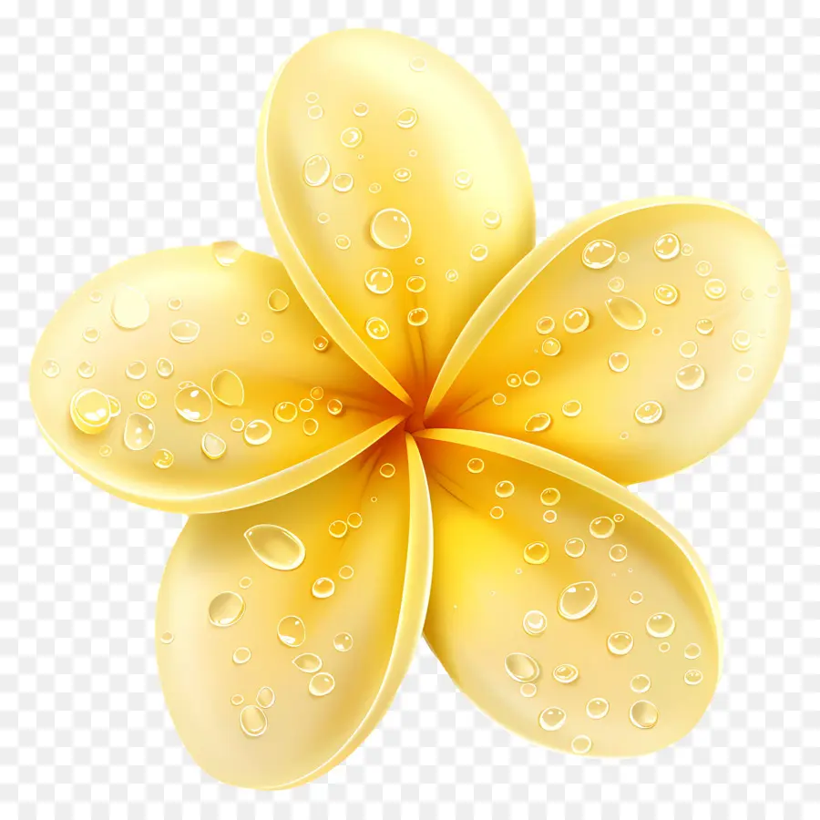 Fleur De Pluméria，Fleur Jaune Avec Des Gouttelettes D'eau PNG