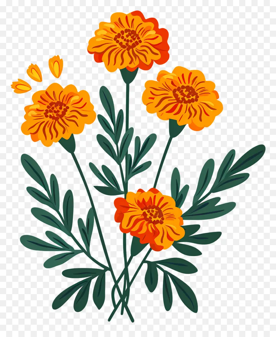 Fleurs De Souci，Fleurs Oranges PNG