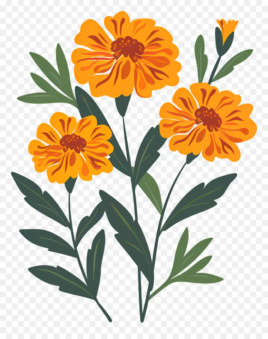 Fleurs De Souci，Fleurs Oranges PNG