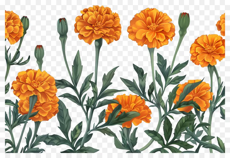 Fleurs De Souci，Soucis Oranges PNG