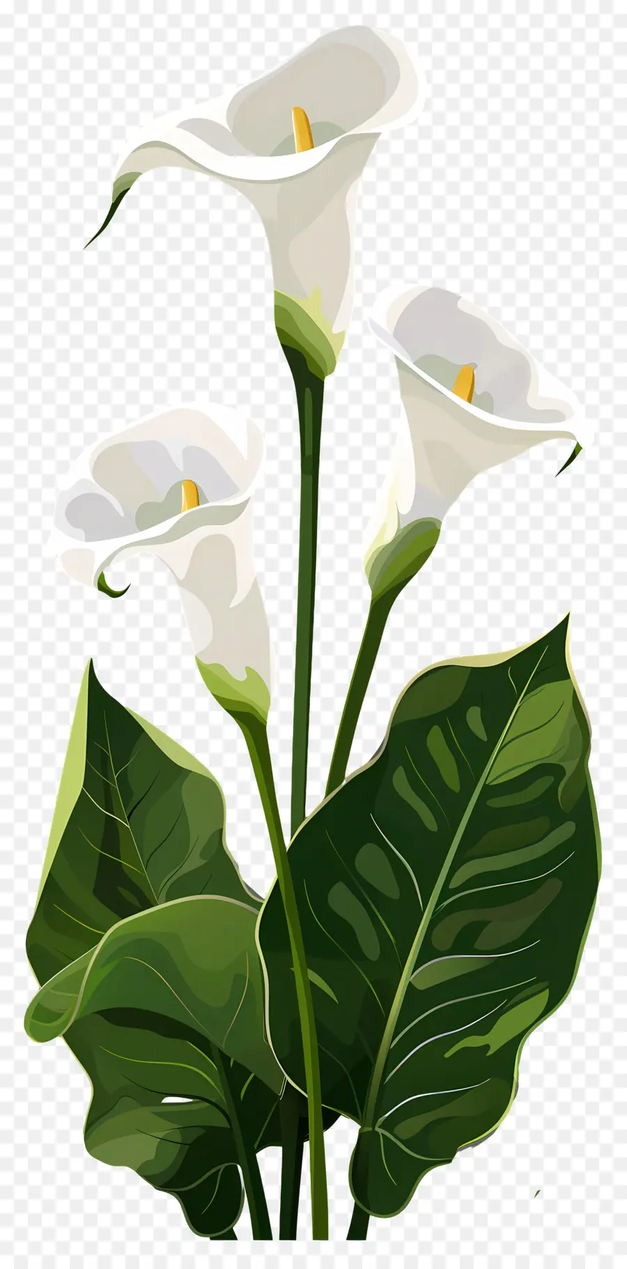 Lily Calla，Lys Calla Blancs PNG