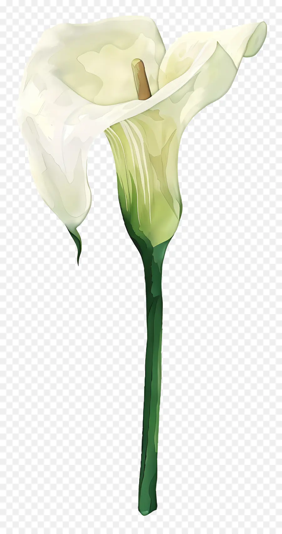 Lily Calla，Lys Calla Blanc PNG