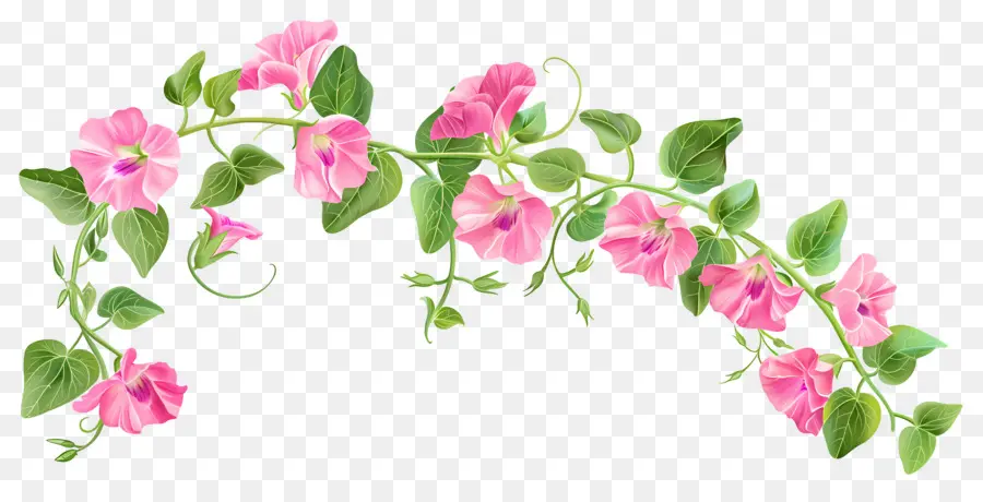 Fleurs De Pois De Senteur，Fleurs Roses PNG