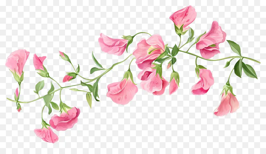 Fleurs De Pois De Senteur，Fleurs Roses PNG