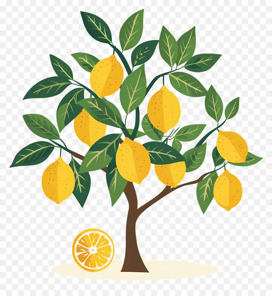 Citronnier，Citron PNG