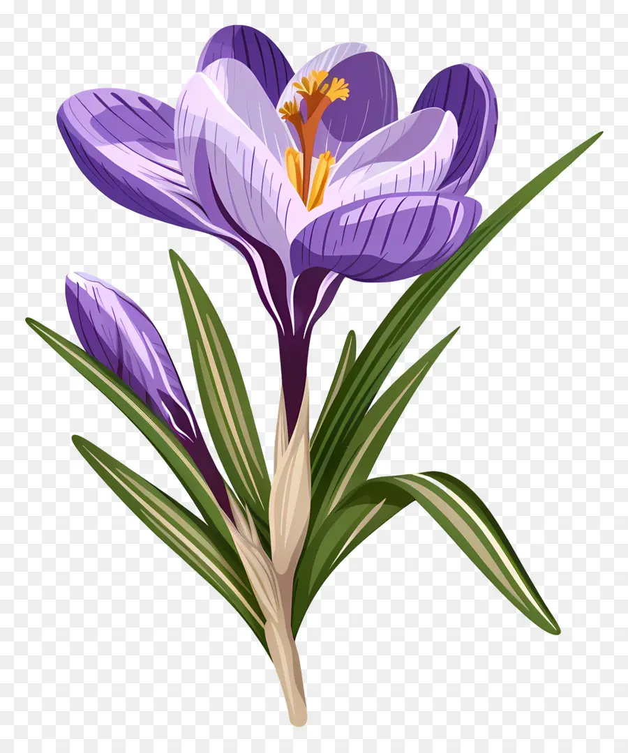 Fleurs De Safran，Fleurs Violettes PNG