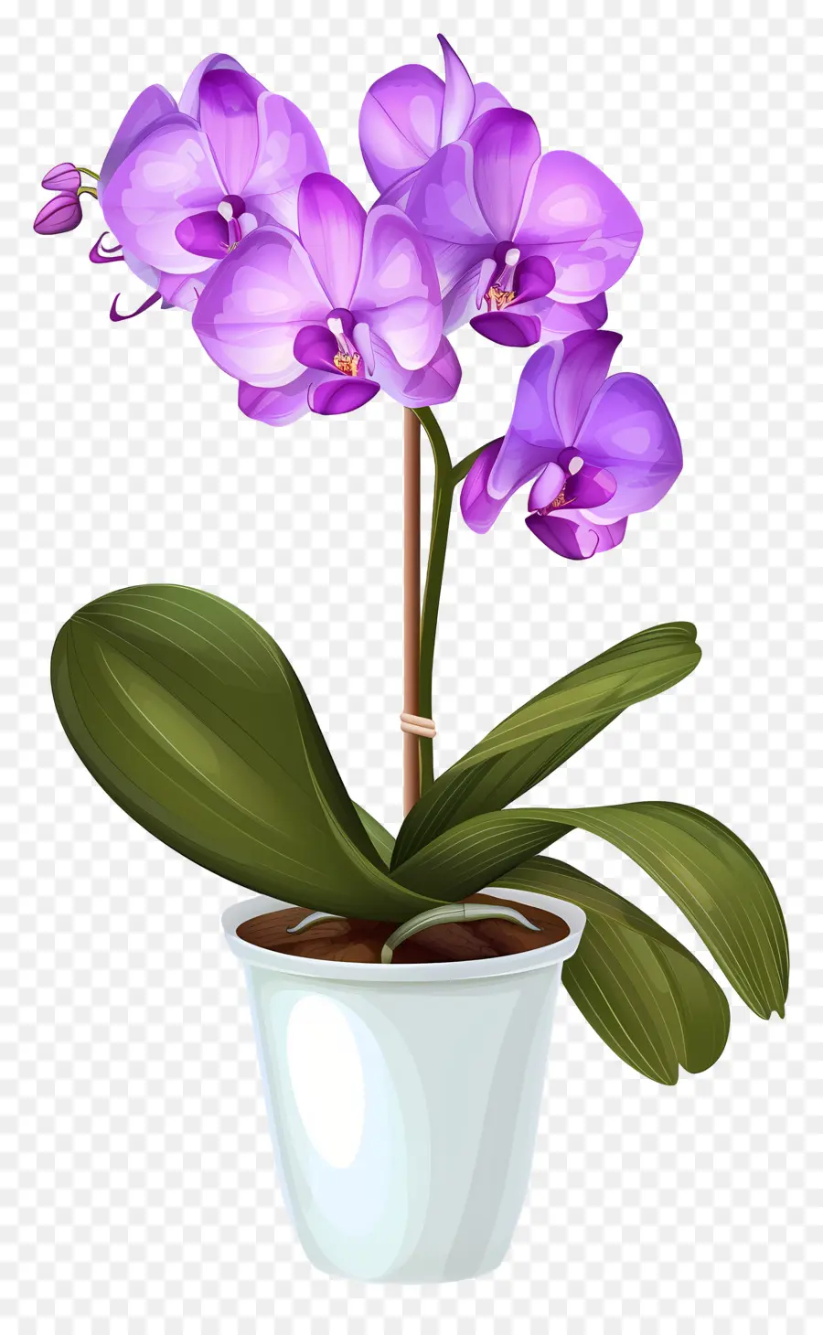 Fleur D'orchidée，Orchidée Bleue PNG