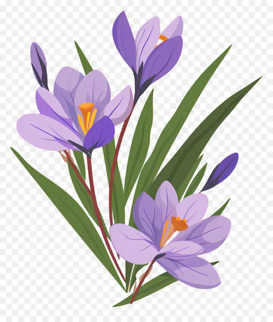 Fleurs De Safran，Fleurs Violettes PNG