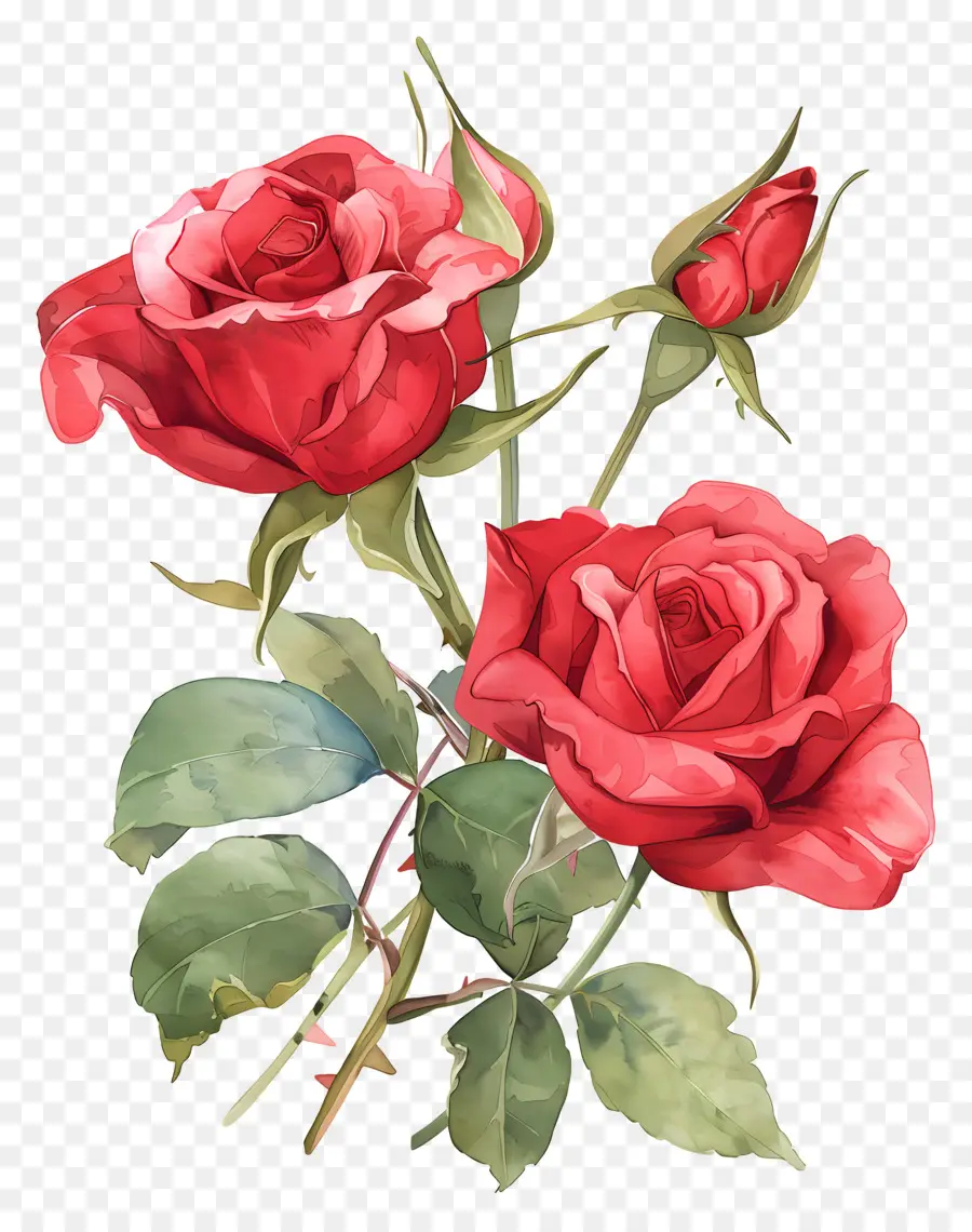 Fleur Rose，Rose Rose PNG