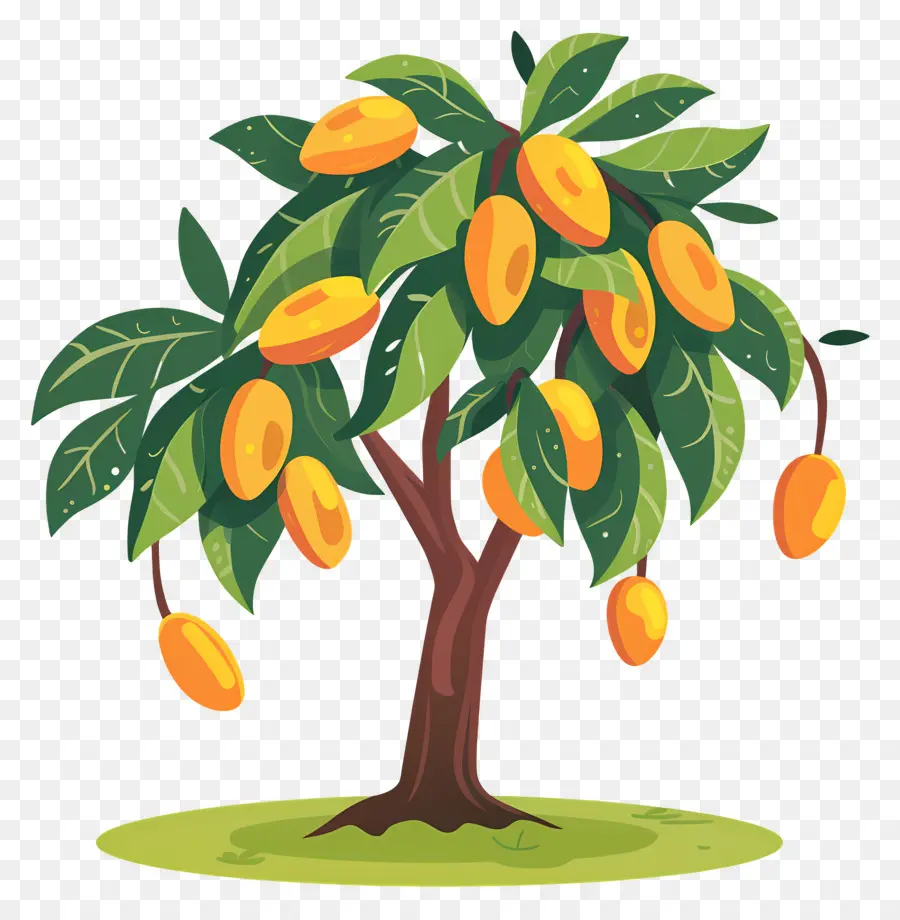 Manguier，Fruit PNG